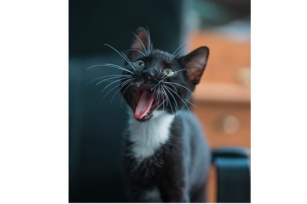 Cute kitten.